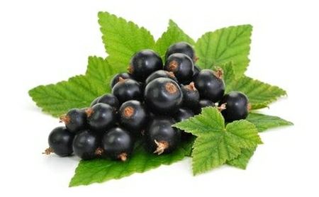 Flavour Art - Blackcurrant 10ml Flavour Concentrate